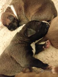 Pittbull united Kennel Club (UKC)