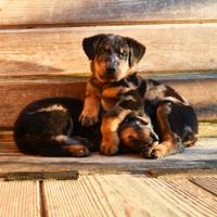 Cuccioli BEAUCERON arlecchino