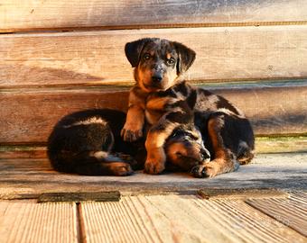 Cuccioli BEAUCERON arlecchino