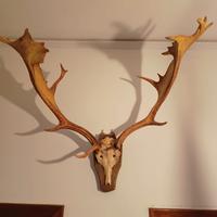 Cervo trofeo di caccia