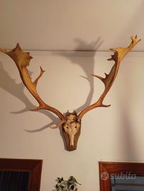 Cervo trofeo di caccia