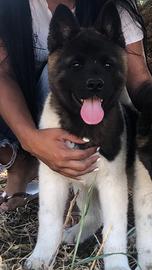 Akita Americano Cuccioli