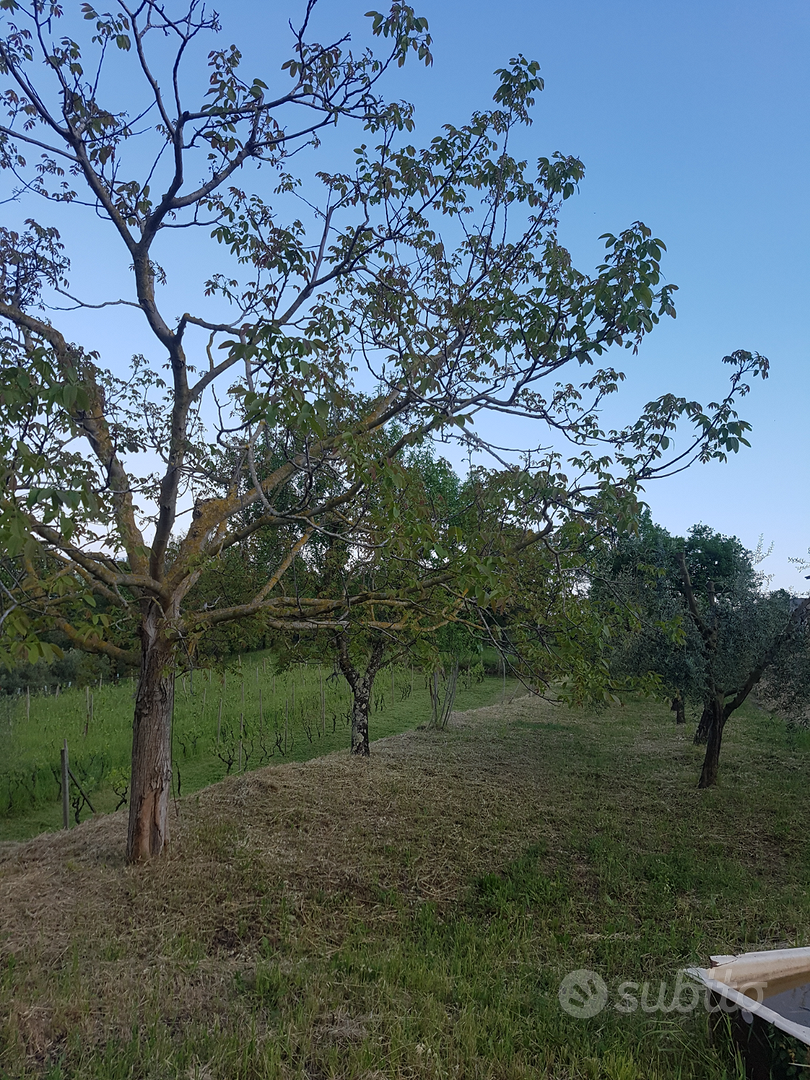 Rustici e terreni - Vista 3