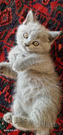 Scottish fold
