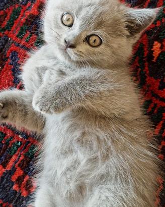 Scottish fold