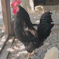 Gallo nero