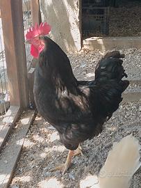 Gallo nero