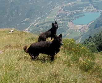 Cuccioli Pastore del Lagorai
