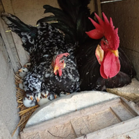 Galletti razza Ancona