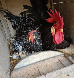 Galletti razza Ancona