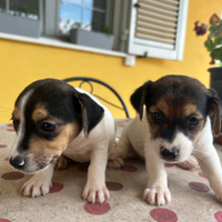 Cuccioli di Jack Russel