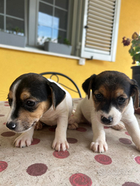 Cuccioli di Jack Russel