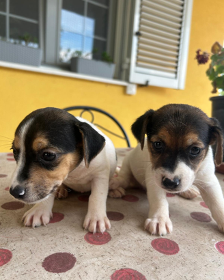 Cuccioli di Jack Russel