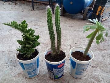 Set di cactus / piante grasse