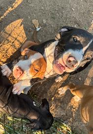 Cuccioli di Amstaff