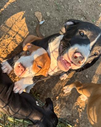 Cuccioli di Amstaff