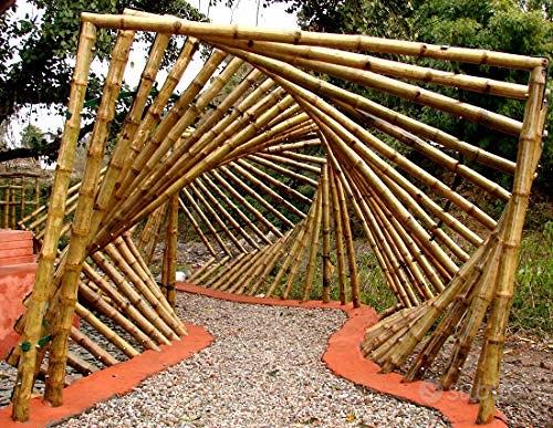 Canne di Bamboo Gigante - Bambù da arredamento - Arredamento e Casalinghi  In vendita a Prato