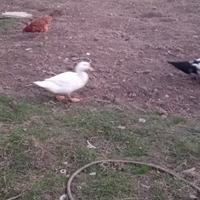 Anatre mulard giovani