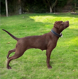 Cuccioli pit bull Red nose UKC