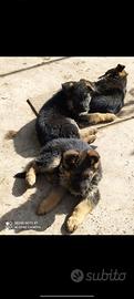 Cuccioli di pastore tedesco