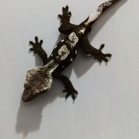 Ciliatus / Geco Crestato ID: FO