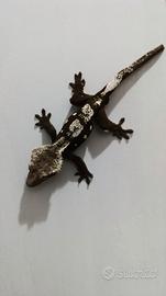 Ciliatus / Geco Crestato ID: FO