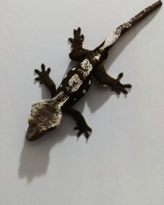 Ciliatus / Geco Crestato ID: FO