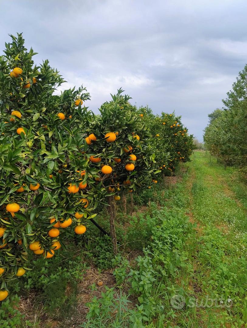 Azienda agricola bio 6 ha con pozzo e fabbricato - Vista 5