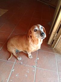 Cagnolina compagnona