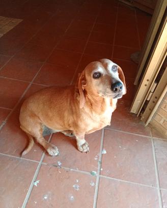 Cagnolina compagnona