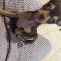 Chihuahua mini di tre mesi