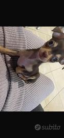Chihuahua mini di tre mesi