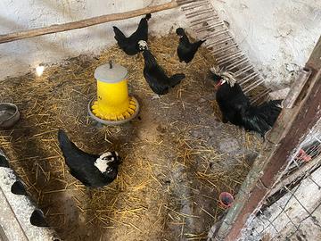 Galline ornamentali
