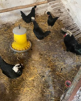 Galline ornamentali