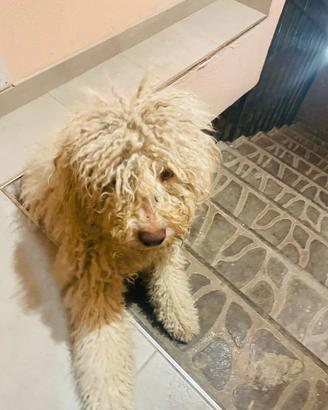 Lagotto Romagnolo cercaaaa famiglia