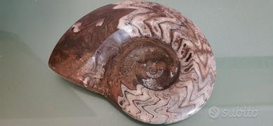 Minerale fossile naturale 