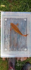 Carpa koi - chagoi butterfly - 32 cm