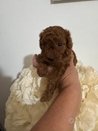 ? disponibili cuccioli di barboncino toy ?