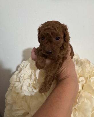 ? disponibili cuccioli di barboncino toy ?