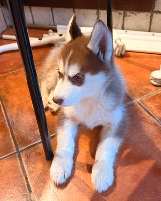 Cucciola di Siberian Husky 2 mesi Como