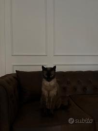 Gattino rimasto solo