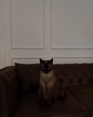Gattino rimasto solo
