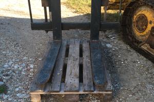 Pala cingolata Venieri