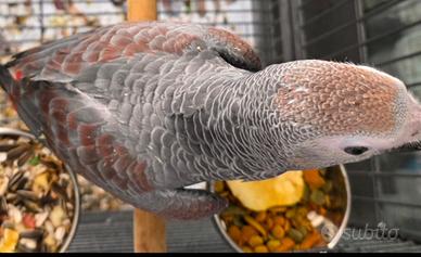Pappagalli