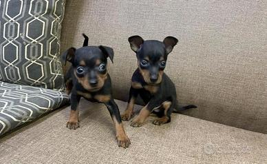 Maschietti Pinscher mini toy