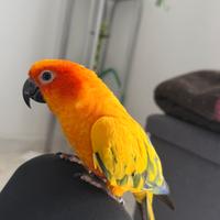 Conure del sole maschio