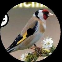 CD e USB canto cardellino per educare cardellin