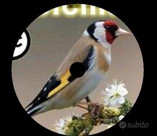 CD e USB canto cardellino per educare cardellin