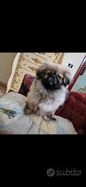 pechinese maschio 
