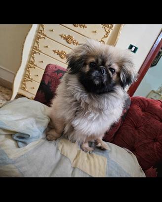 pechinese maschio 